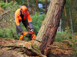 Best Tree Trimming and Pruning  in Greenbrier, AR