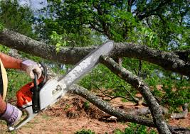 Best Tree Health Inspection  in Greenbrier, AR