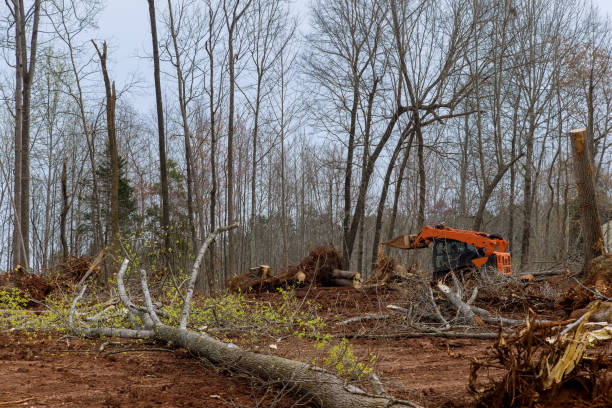 Best Seasonal Cleanup (Spring/Fall)  in Greenbrier, AR