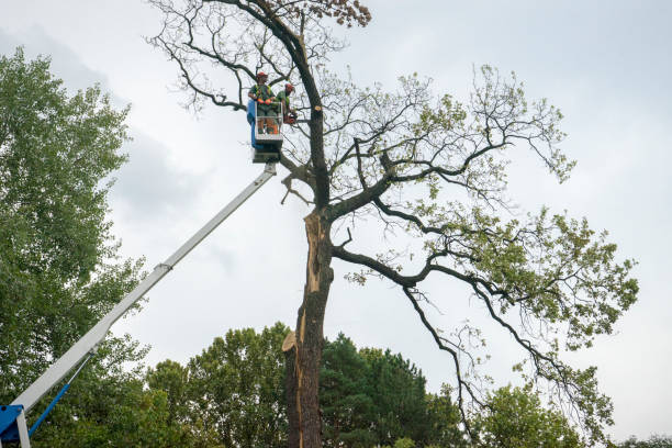 Best Landscape Design and Installation  in Greenbrier, AR