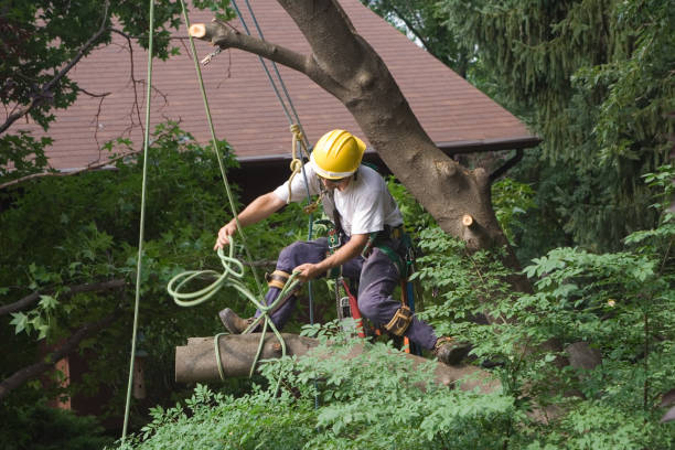  Greenbrier, AR Tree Services Pros