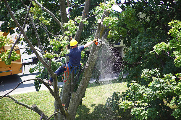 Best Palm Tree Trimming  in Greenbrier, AR