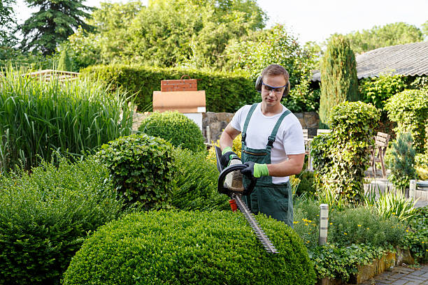 Best Lawn Maintenance Plans  in Greenbrier, AR